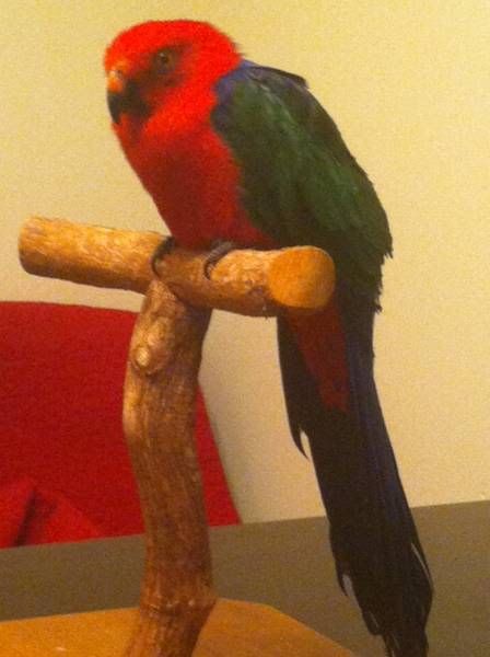 Amboina King Parrot
