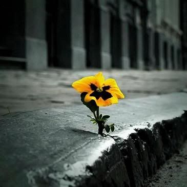 flower on the sidewalk