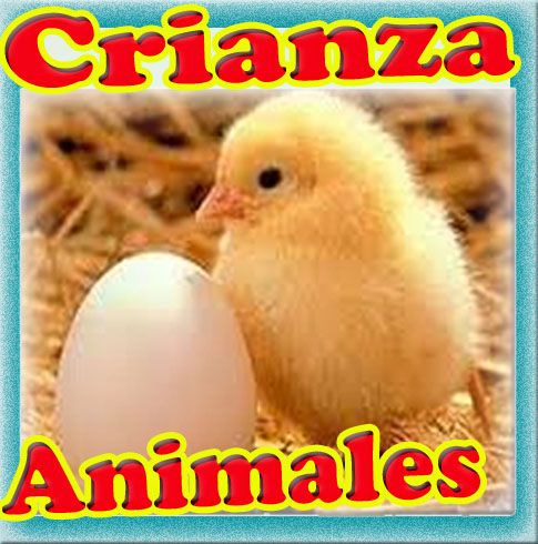 Curso crianza animales granja pavos conejos codorniz