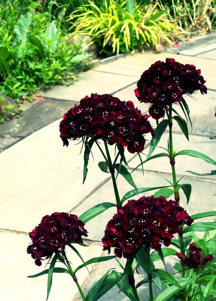 flowers Pictures, Images and Photos