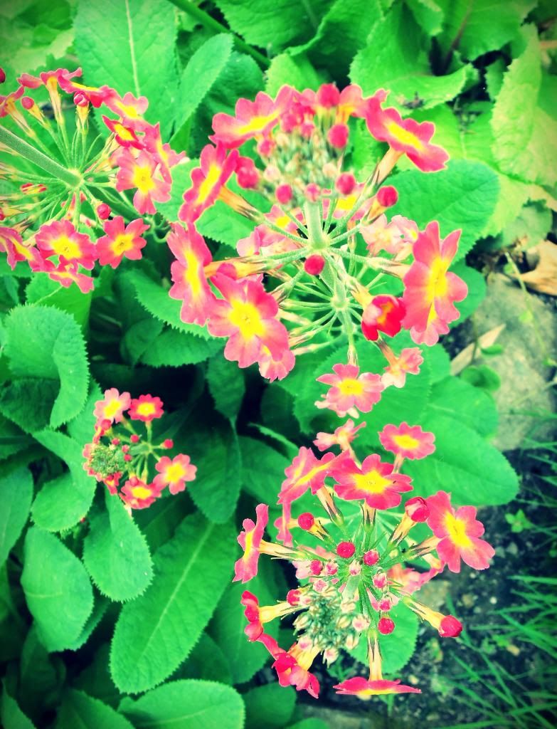 flowers Pictures, Images and Photos