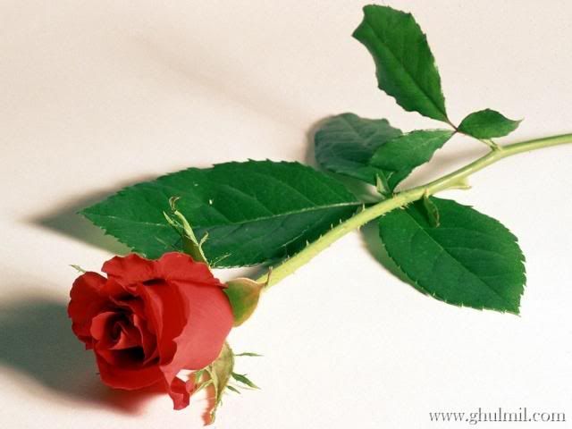 red rose Pictures, Images and Photos