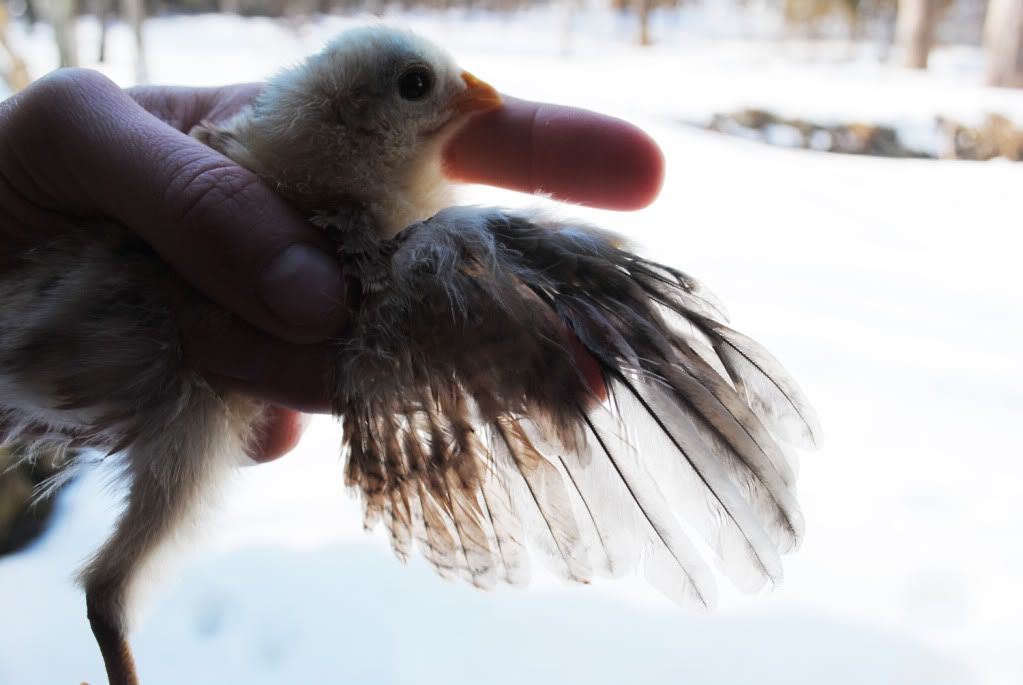 Ameraucana Chick Wing Sexing Photos Backyard Chickens Learn How To Raise Chickens