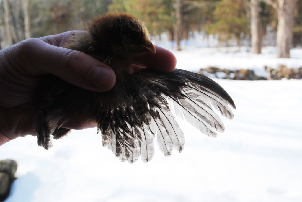 Ameraucana Chick Wing Sexing PHOTOS BackYard Chickens Learn How
