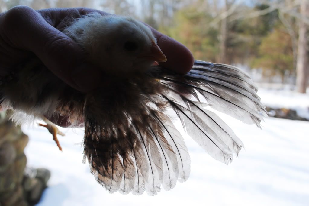 Ameraucana Chick Wing Sexing Photos Backyard Chickens Learn How