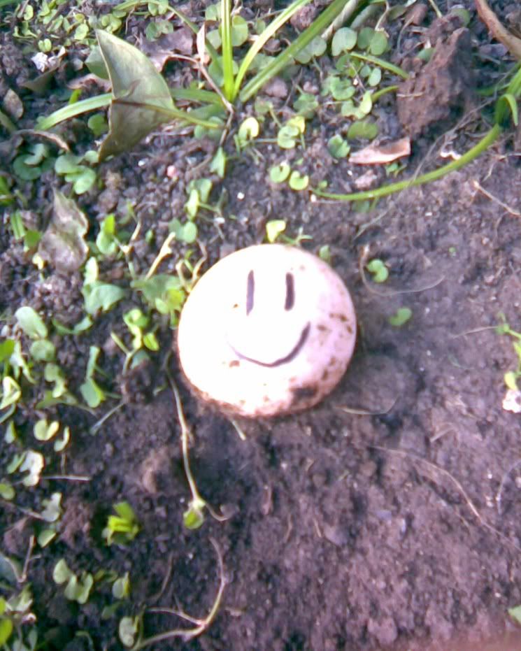 INCUBAR HUEVO TORTUGA TIERRA incubar huevo tortuga tierra: