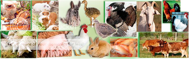 Cria de Animales en Granja de Cerdos, Pollos, Conejos, Pavos, Co