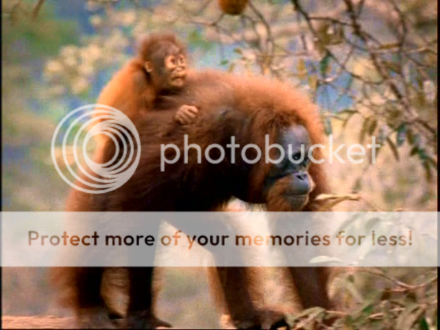 bebes orangutanes en el bosque tropical nat geo documental