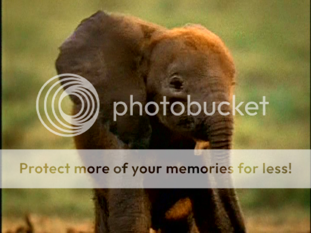documental bebes elefantes nat geo