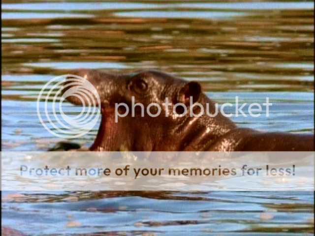 documental bebe de hipopotamo cachorro cria nat geo