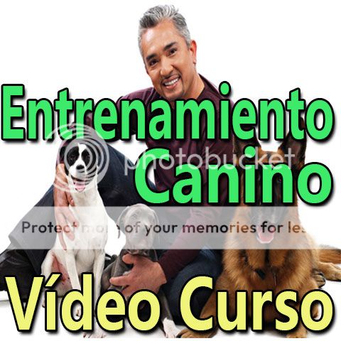 Entrenamiento canino El Encantador de Perros 5 dvd Temporadas Completa