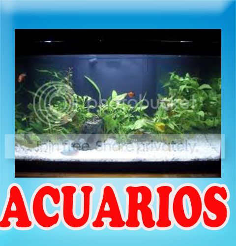 Aprende a hacerle matenimiento a tu acuario pecera peces