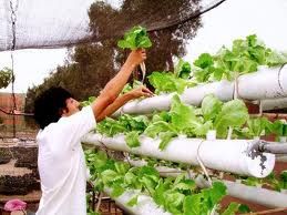 curso jardinería tutoriales hortalizas tutorial jardineria aromá