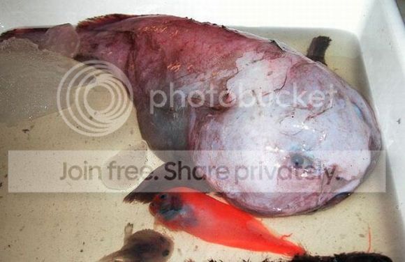 BlobFish.jpg