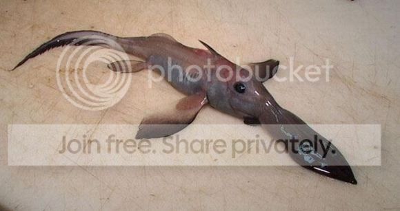 ChimaeraPupFish.jpg