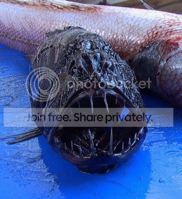 Fangtooth.jpg