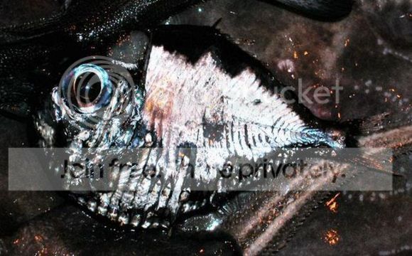 HatchetFish.jpg