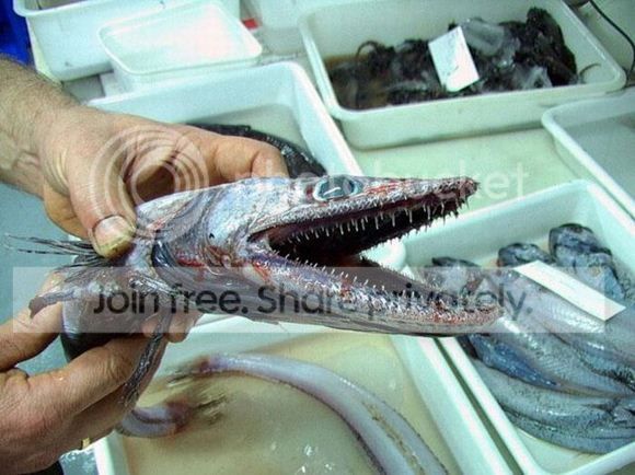 LizardFish.jpg